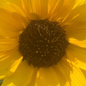 Meet your Posher, Cynthia